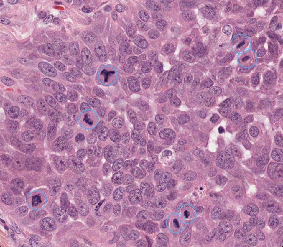 Octo Mitosis output